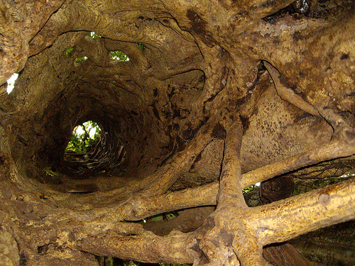 inside+hollow+tree.jpg