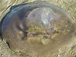 tofinotrip047.JPG